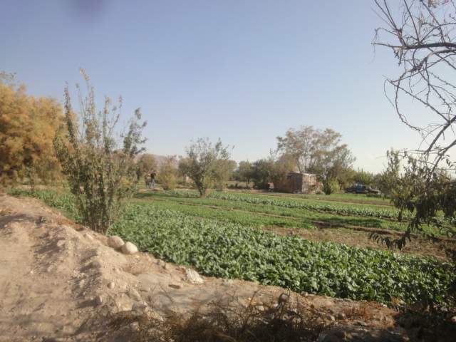 باغ سبزی لوکززه